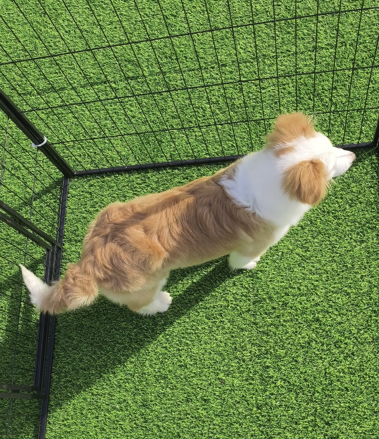 双血统赛级金边,犬舍直销